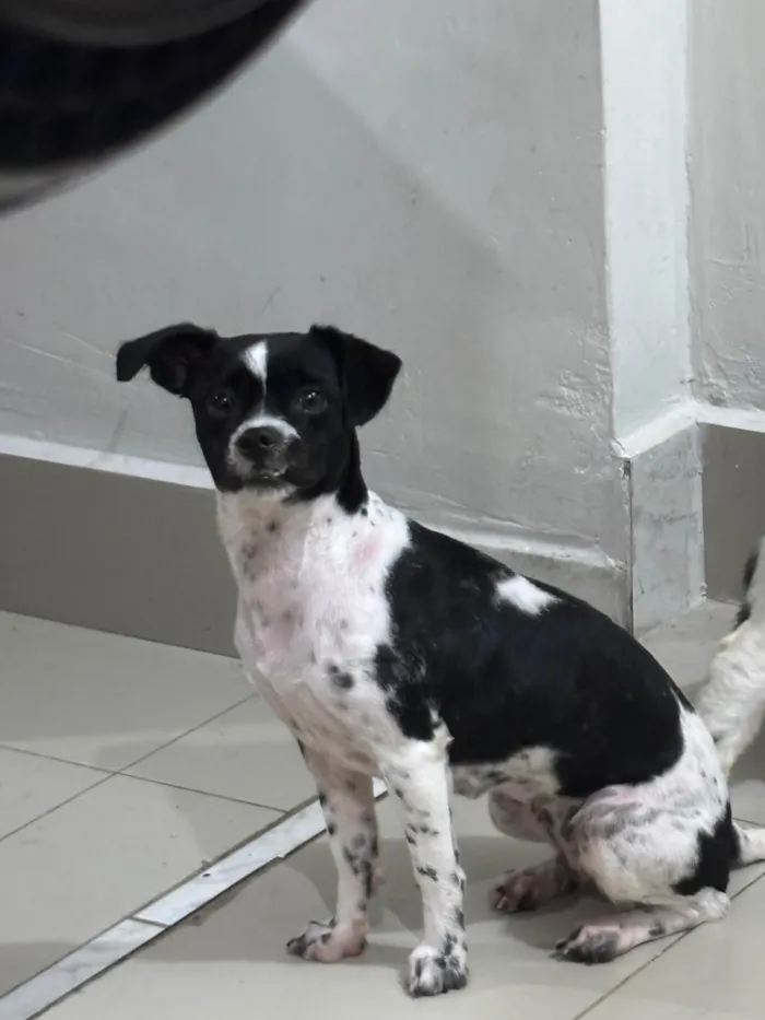 Cachorro ra a SRD-ViraLata idade 7 a 11 meses nome Stella 