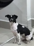 Stella