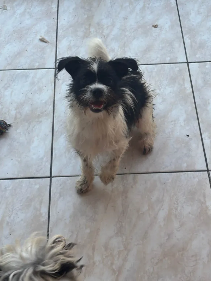 Cachorro ra a SRD-ViraLata idade 7 a 11 meses nome Stella 