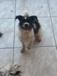 Stella