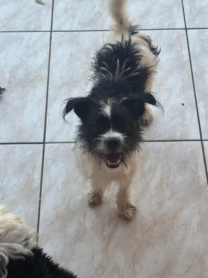 Cachorro ra a SRD-ViraLata idade 7 a 11 meses nome Stella 