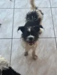 Stella