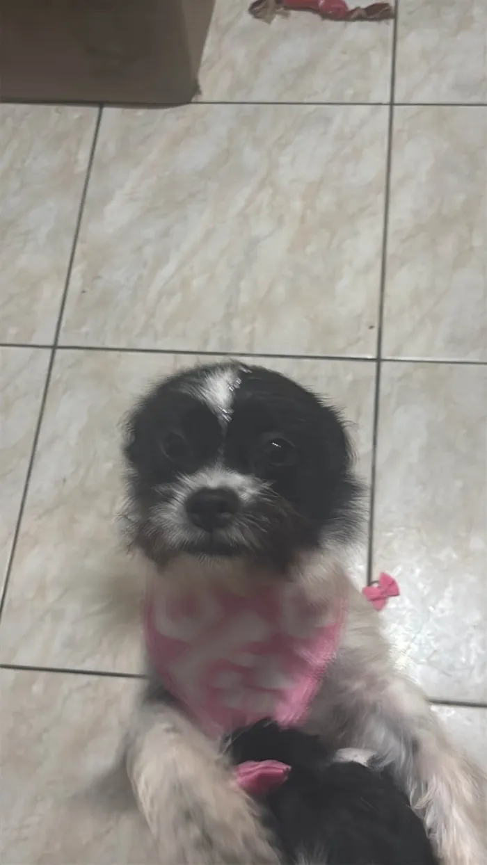 Cachorro ra a SRD-ViraLata idade 7 a 11 meses nome Stella 