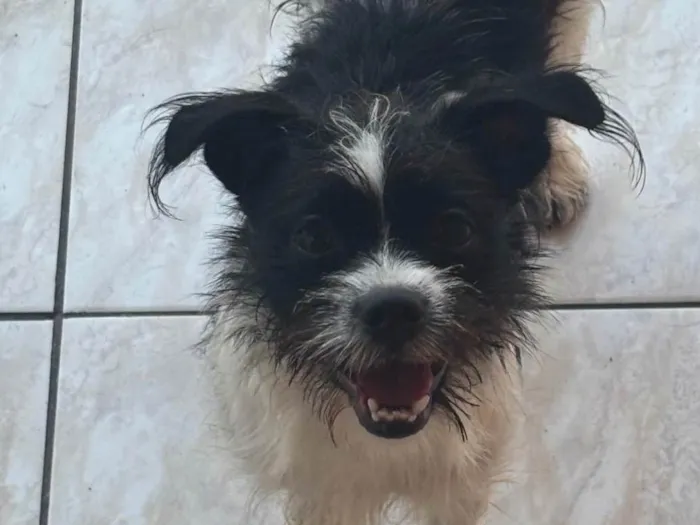 Cachorro ra a SRD-ViraLata idade 7 a 11 meses nome Stella 