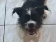 Stella