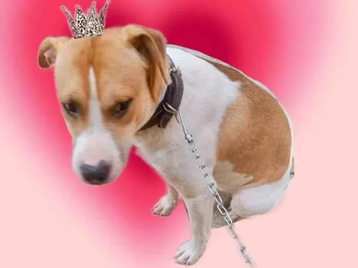 Cachorro ra a SRD-ViraLata idade 7 a 11 meses nome Simon bb10meses lindo 