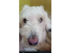 Cachorro raça Poodle idade 4 anos nome Snoopy