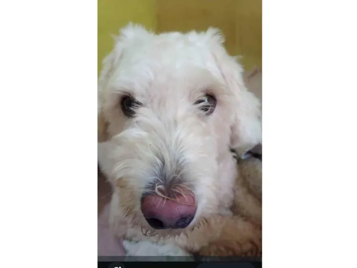 Cachorro ra a Poodle idade 4 anos nome Snoopy