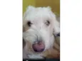 Snoopy