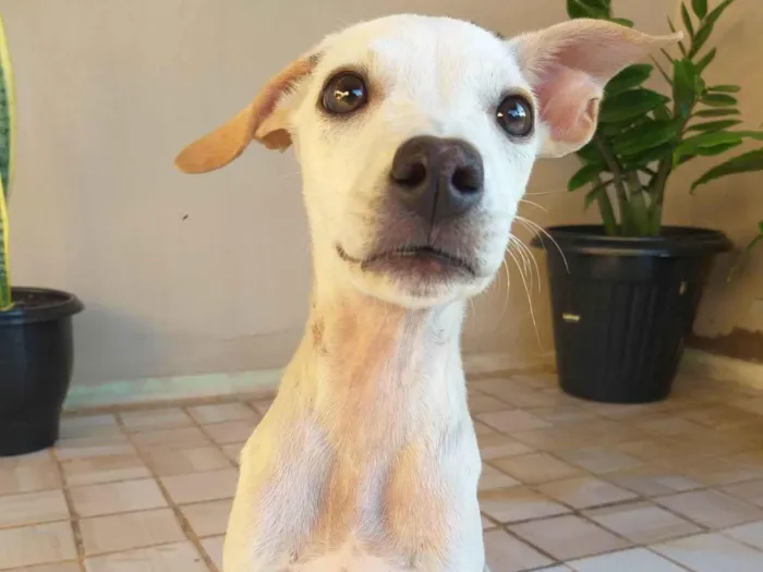 Cachorro ra a SRD-ViraLata idade 2 a 6 meses nome Kiara
