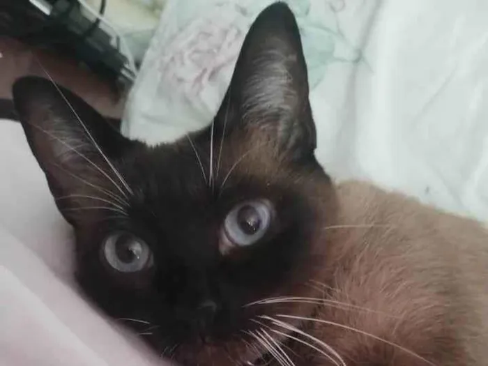 Gato ra a Siamês idade 6 ou mais anos nome Diana