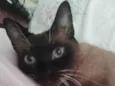 Diana