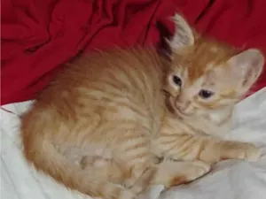 Gato raça SRD-ViraLata idade Abaixo de 2 meses nome Doa-se 3 gatos recém nascidos