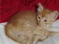 Doa-se 3 gatos recém nascidos