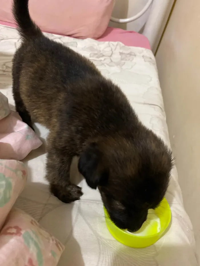 Cachorro ra a SRD-ViraLata idade 2 a 6 meses nome Lila 