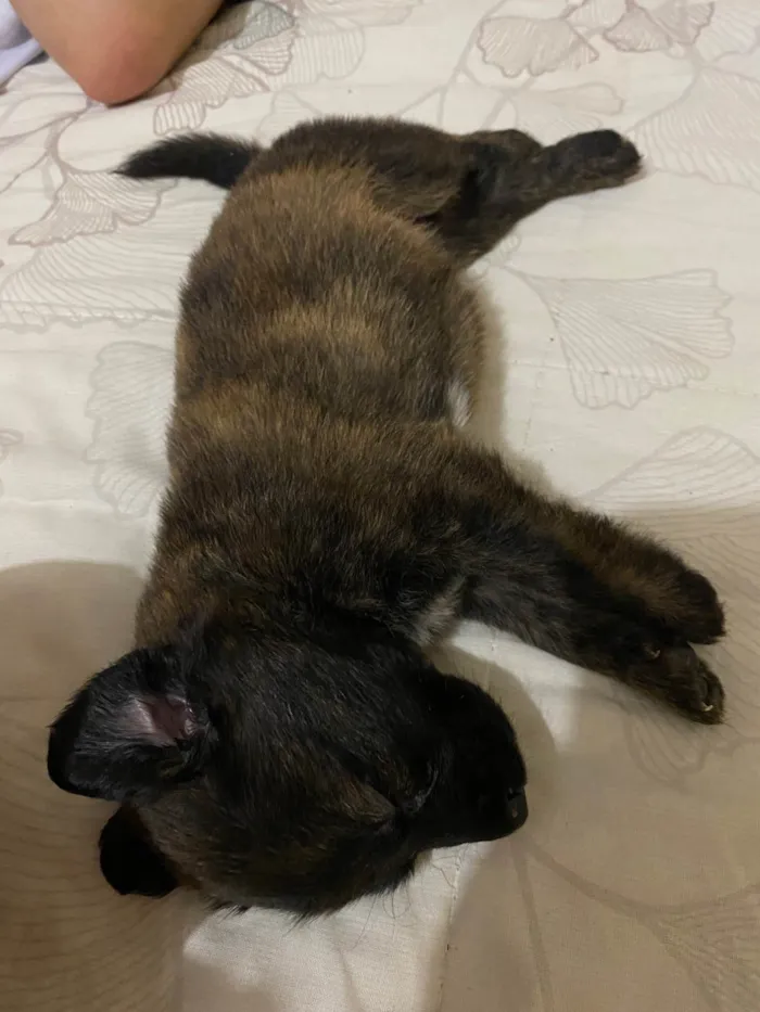 Cachorro ra a SRD-ViraLata idade 2 a 6 meses nome Lila 