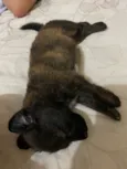 Lila