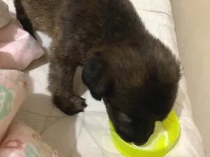 Cachorro raça SRD-ViraLata idade 2 a 6 meses nome Lila 
