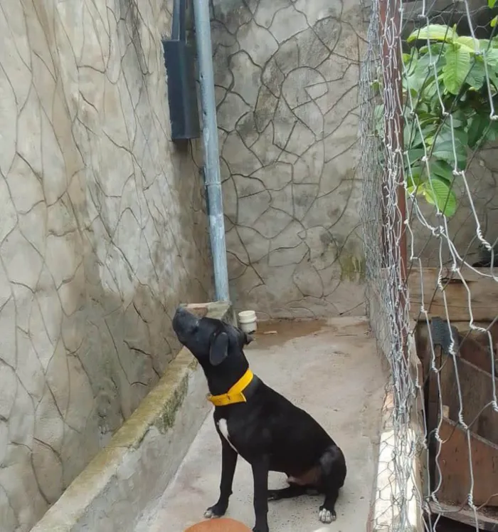 Cachorro ra a Perdigueiro idade 7 a 11 meses nome Tyson