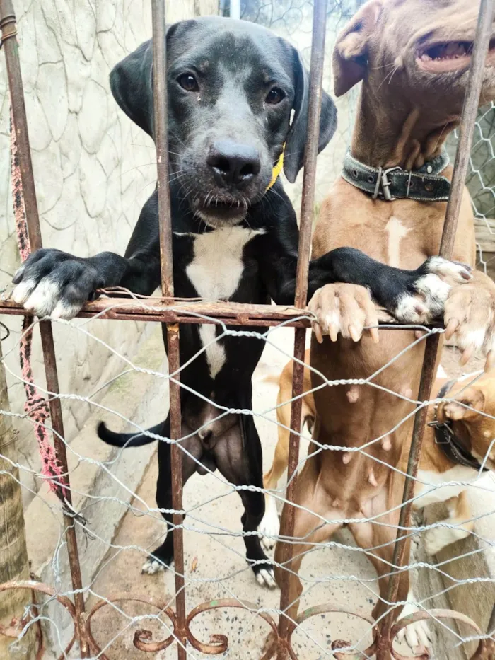 Cachorro ra a Perdigueiro idade 7 a 11 meses nome Tyson