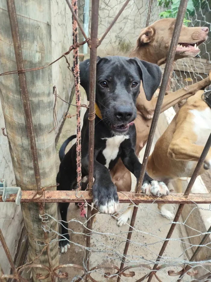 Cachorro ra a Perdigueiro idade 7 a 11 meses nome Tyson