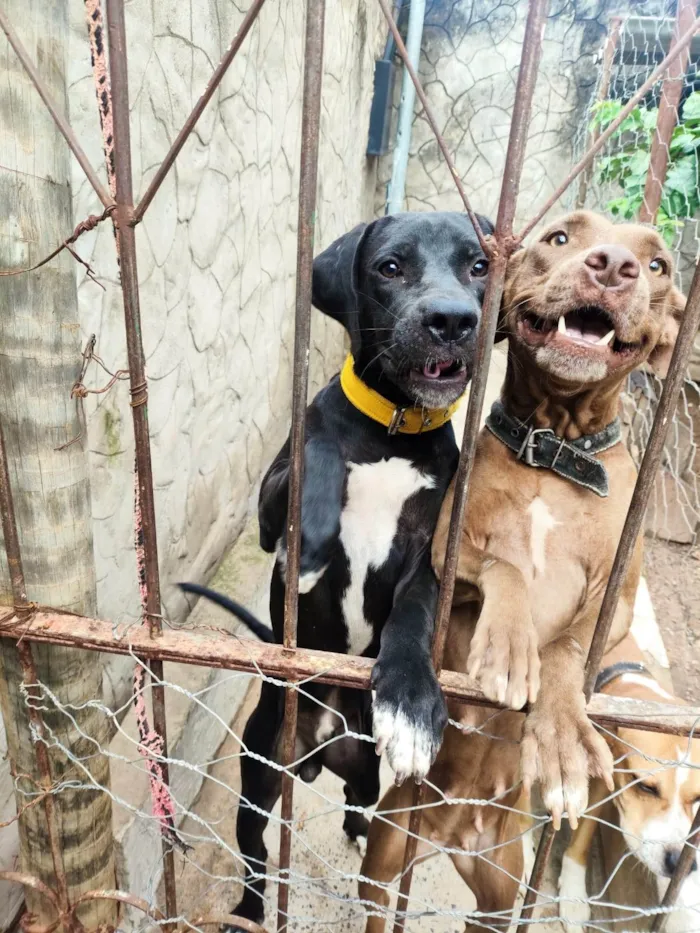 Cachorro ra a Perdigueiro idade 7 a 11 meses nome Tyson