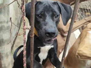 Cachorro raça Perdigueiro idade 7 a 11 meses nome Tyson