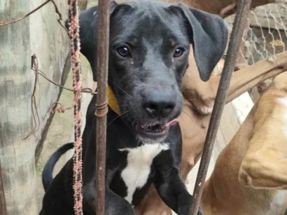 Cachorro raça Perdigueiro idade 7 a 11 meses nome Tyson