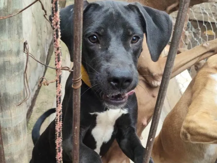 Cachorro ra a Perdigueiro idade 7 a 11 meses nome Tyson