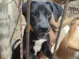 Tyson