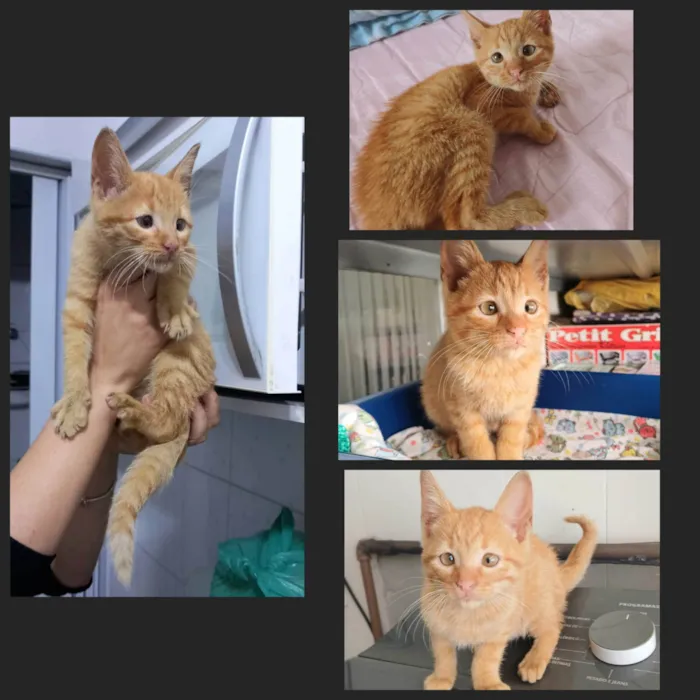 Gato ra a SRD-ViraLata idade Abaixo de 2 meses nome Kiró