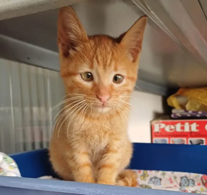 Gato ra a SRD-ViraLata idade Abaixo de 2 meses nome Kiró