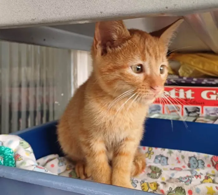 Gato ra a SRD-ViraLata idade Abaixo de 2 meses nome Kiró