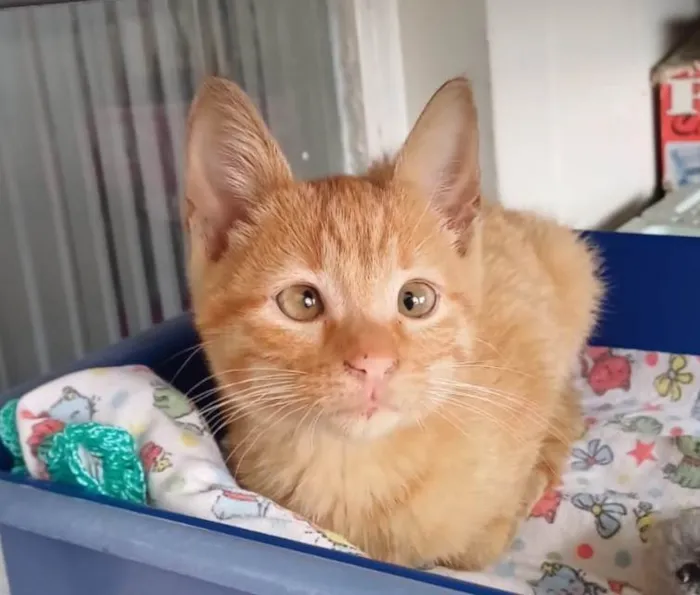 Gato ra a SRD-ViraLata idade Abaixo de 2 meses nome Kiró