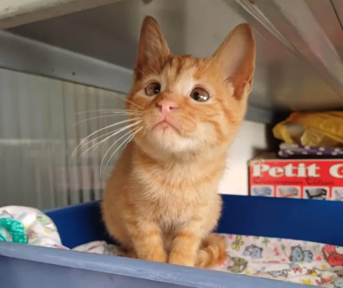 Gato ra a SRD-ViraLata idade Abaixo de 2 meses nome Kiró