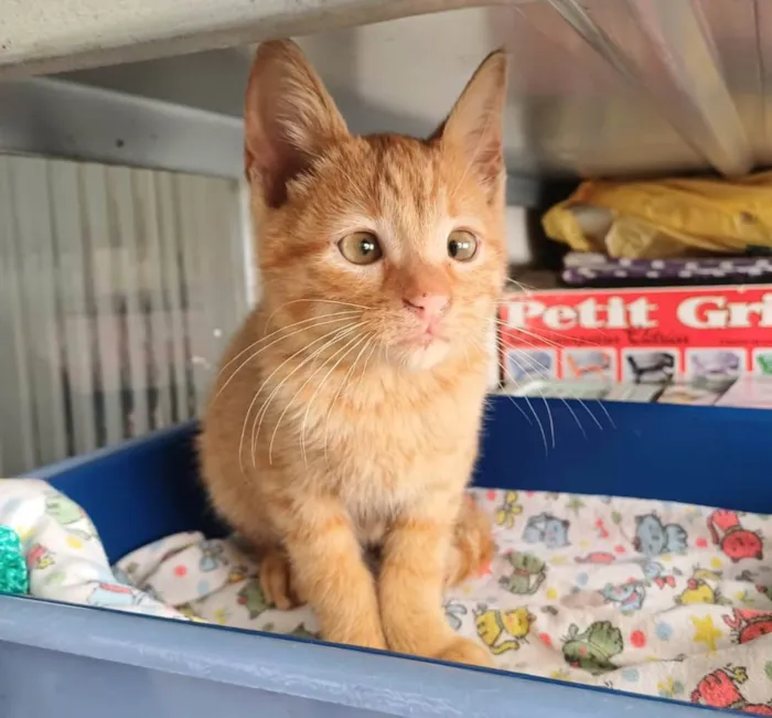 Gato ra a SRD-ViraLata idade Abaixo de 2 meses nome Kiró
