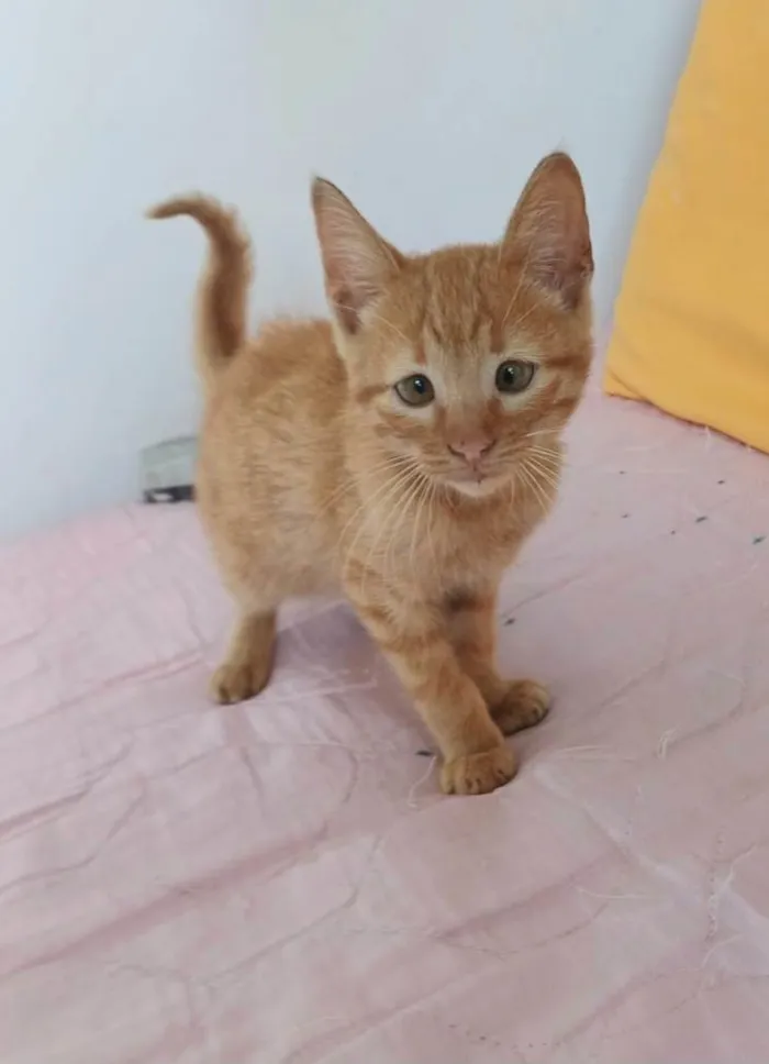 Gato ra a SRD-ViraLata idade Abaixo de 2 meses nome Kiró