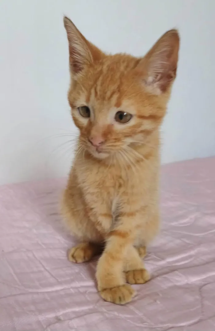 Gato ra a SRD-ViraLata idade Abaixo de 2 meses nome Kiró