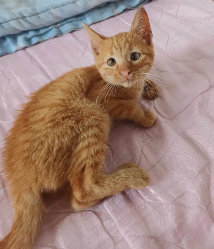 Gato ra a SRD-ViraLata idade Abaixo de 2 meses nome Kiró