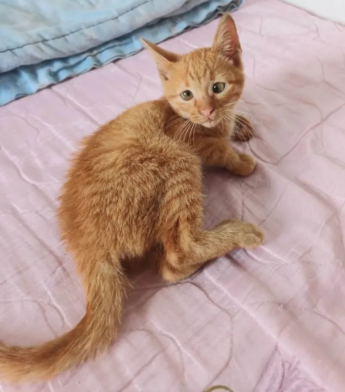 Gato ra a SRD-ViraLata idade Abaixo de 2 meses nome Kiró