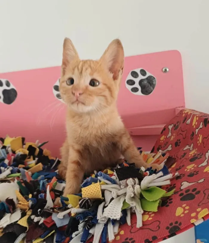 Gato ra a SRD-ViraLata idade Abaixo de 2 meses nome Kiró
