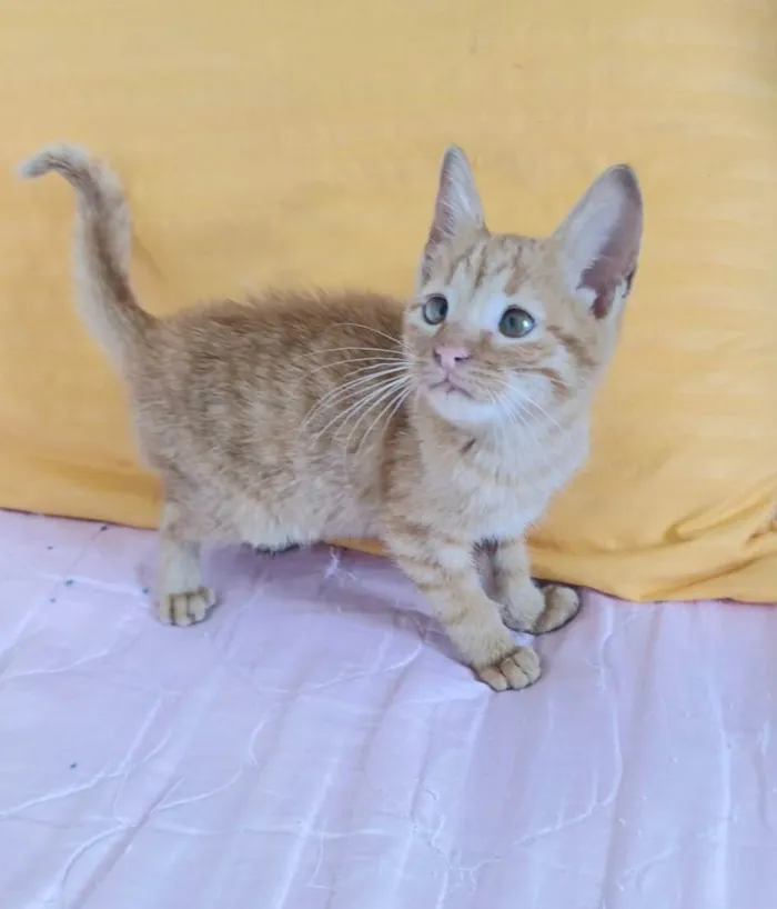 Gato ra a SRD-ViraLata idade Abaixo de 2 meses nome Kiró