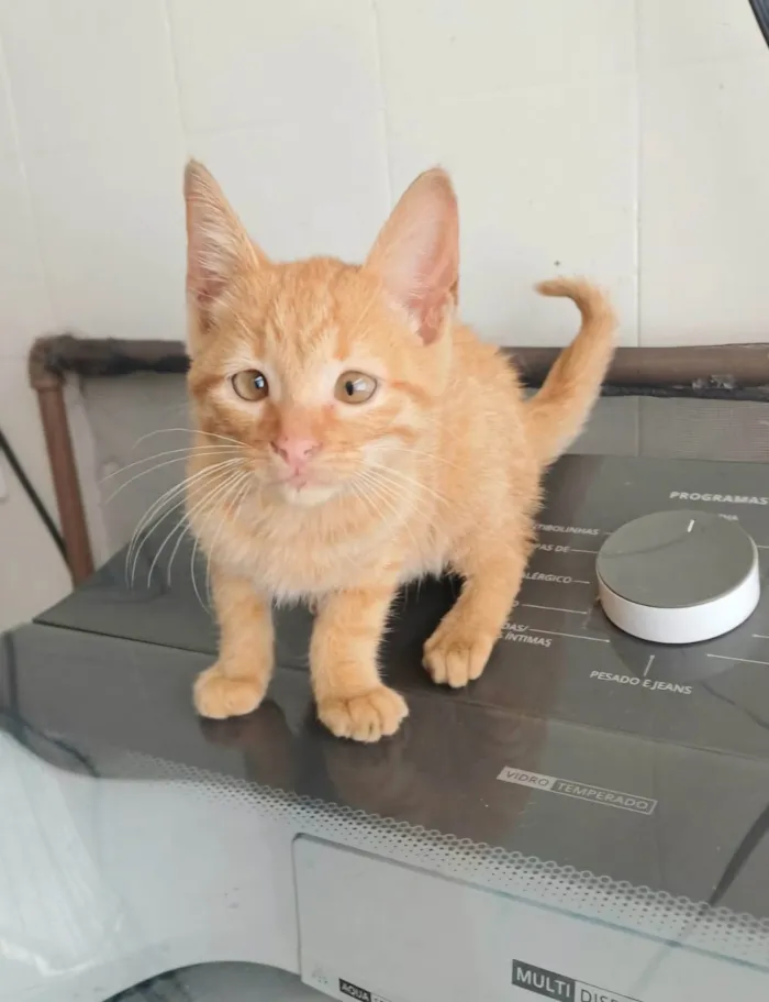 Gato ra a SRD-ViraLata idade Abaixo de 2 meses nome Kiró