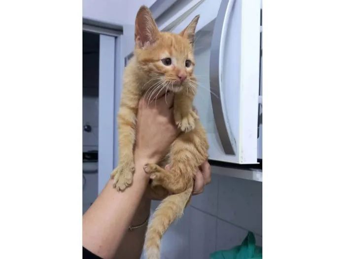 Gato ra a SRD-ViraLata idade Abaixo de 2 meses nome Kiró