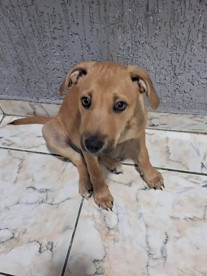 Cachorro ra a SRD-ViraLata idade 2 a 6 meses nome Filhote Urgente