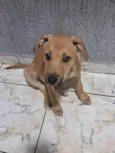 Filhote Urgente