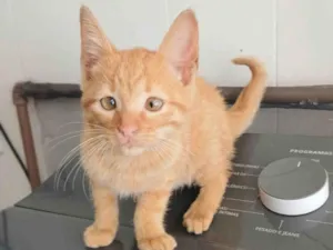 Gato raça SRD-ViraLata idade Abaixo de 2 meses nome Kiró