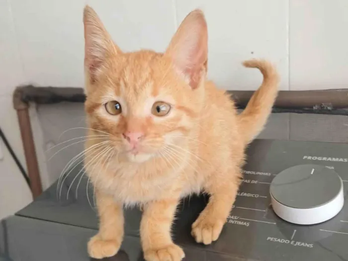 Gato ra a SRD-ViraLata idade Abaixo de 2 meses nome Kiró