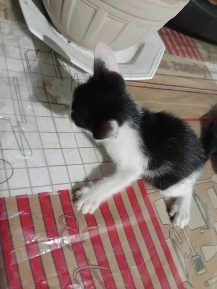 Gato ra a SRD-ViraLata idade Abaixo de 2 meses nome Sem nome