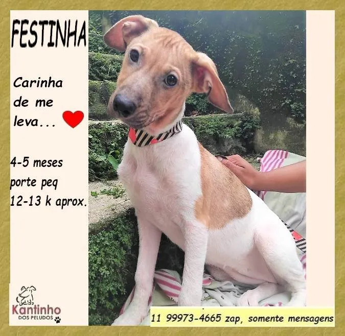 Cachorro ra a SRD-ViraLata idade 2 a 6 meses nome Festinha